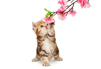 Small  kitten and decorative flower