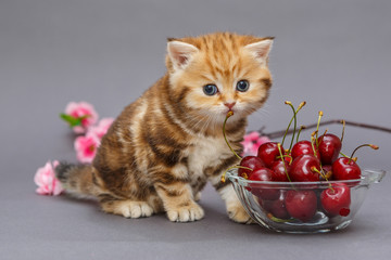 Kitten and a bowl with cherry