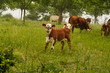 © Nicolas Dieppedalle - Animal ferme vache 228