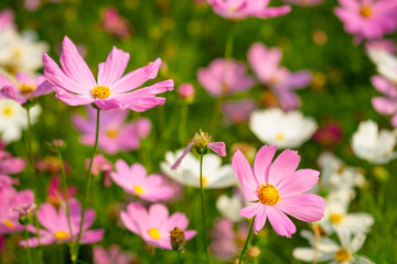 Wall Mural - Pink cosmos flowers  in garden outdoor on nature background