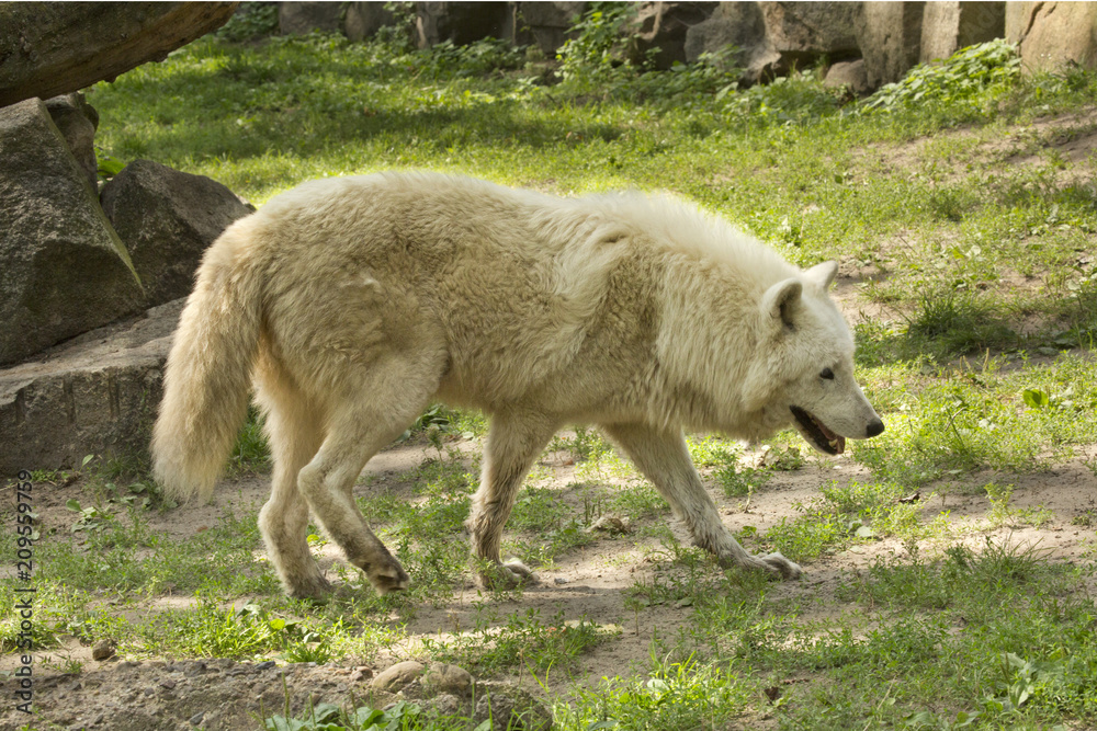 Alaskan tundra wolf, barren-ground wolf (Canis lupus tundrarum). Stock  Photo | Adobe Stock