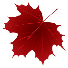 dark red maple leaf