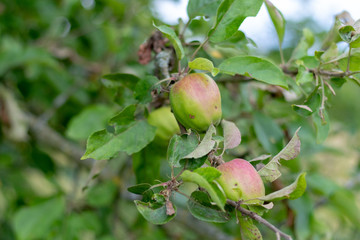 Canvas Print - Unripe apples hanging at a wild apple tree in summer