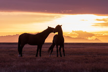 Wild Horses At Sunset In The Desert