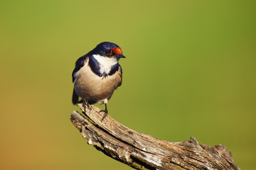 the white-throated swallow (hirundo albigularis) sitting on the branch. swallow on the branch with g