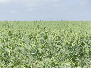 The field is sown with peas. Pea production. Pea field on a bright sunny afternoon.