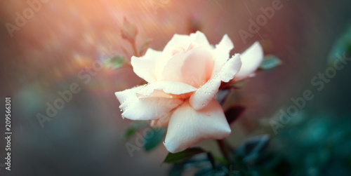 Rose blooming in summer garden. Pink roses flowers growing outdoors. Nature, ...