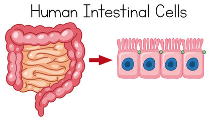 Human Intestinal Cells on White Background