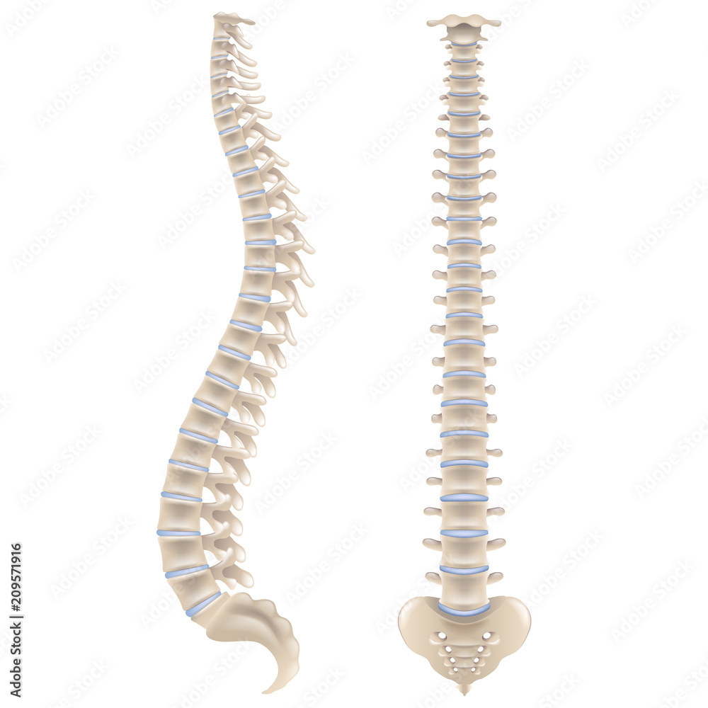 Spine bones isolated on white vector - obrazy, fototapety, plakaty 