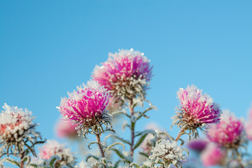 Sticker - frozen flowers covered with frost