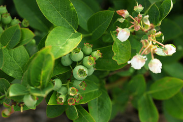 Wall Mural - Berries of blueberry ripen in summer