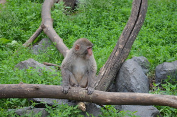 Poster - A Snow monkey