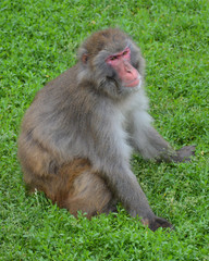 Wall Mural - A Snow monkey