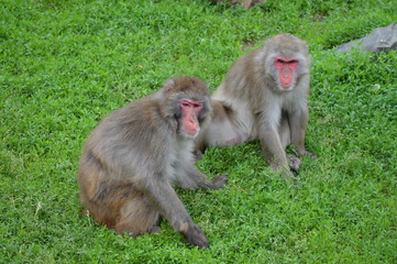 Poster - A Snow monkey