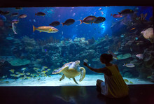 Woman In The Oceanarium Plays With The Turtle