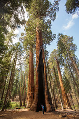 Poster - Mother with infant visit Sequoia national park in California, USA