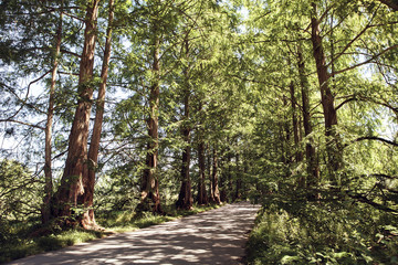 forest trees. nature green wood sunlight backgrounds.