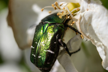 Green beetle macro photo