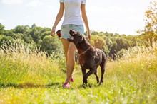 Young Woman With Her Dog Walking.