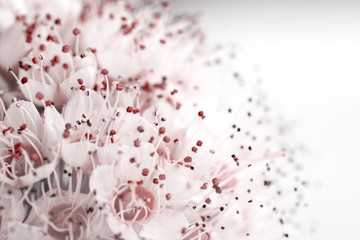 Wall Mural - inflorescence of small pink flowers on white background, close-up