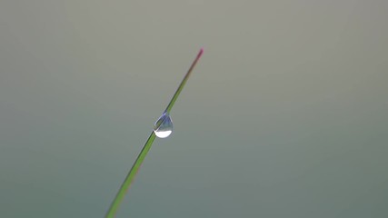 Poster - macro grass with dew swaying in the wind, spring birds singing, nightingale, birdsong