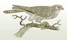 Female Common Kestrel (falco Tinnunculus) Sitting On A Branch Holding A Prey In Its Claw. Illustration After A Woodcut Engraving From The Early 19th Century. Easy Editable In Layers