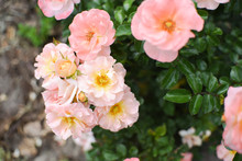 Dwarf Roses. Beautiful Pink Miniature Rose Or Fairy Rose