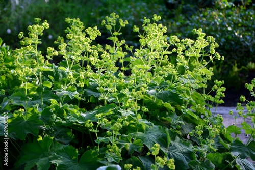 Fotomural Alchemilla mollis or lady's mantle in the garden close-up.
