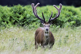 Fototapeta Zwierzęta - Wild male deer in London, United Kingdom