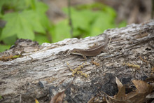 Brown Phase Green Anole