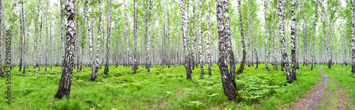 panorama summer landscape with birch forest