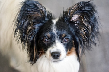 Portrait of a dog breed Papillon