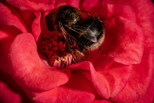 Macro Photo For Bee On A Red Rose Flower