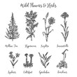 © KamimiArt - Herbs and Wild Flowers. Vector drawing set. Isolated meadow plants and leaves. Vintage flower. Floral illustration in engraved style Botanical sketch