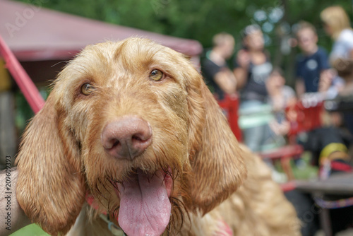 Long Hair Hungarian Vizsla Buy This Stock Photo And Explore