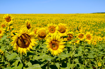 Yellow sunflowers grow in the field. Agricultural crops.