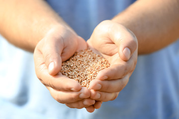 Wall Mural - Man holding handful of wheat grains