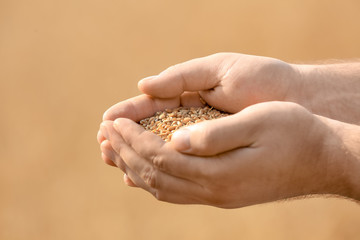 Wall Mural - Man holding handful of wheat grains, closeup