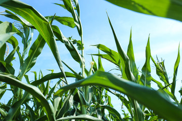 Poster - Maize growing in field