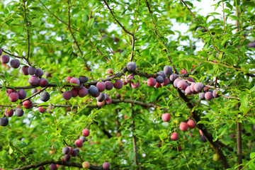 Sticker - Delicious ripe plums on tree in garden