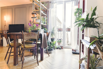 Stylish home interior with wooden shelf wit a lot of different plants, vintage table . Concept of home garden in sunny and bright space of living room.