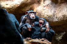 A Chimpanzee Family On Their Favorite Place Of Family Cohesion Is Very Important To Them.