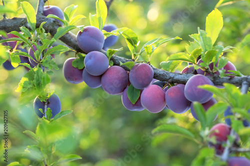 Cuadros en Lienzo Closeup of branch with ripe plums in garden