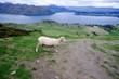 Sheep walking on mountain roads in wanaka new zealand