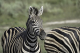 Fototapeta Konie - Young Zebra Foal on the Savanna in Botswana Standing Next to its Mother