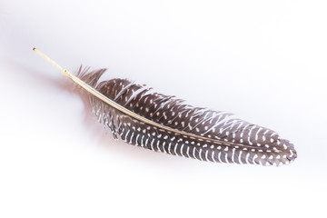 Feather set isolated on white background.