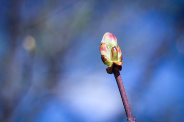 Fototapete - Closeup tree bud on blue sky background. Concept of spring inspiration.