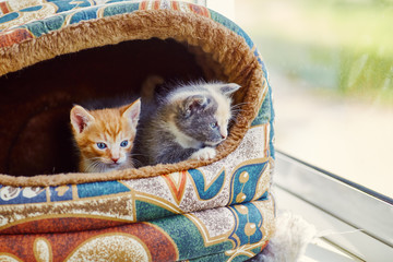 Two small kittens, gray and red, peep out of their house