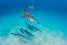 Pod Of Dolphins Swimming In Formation