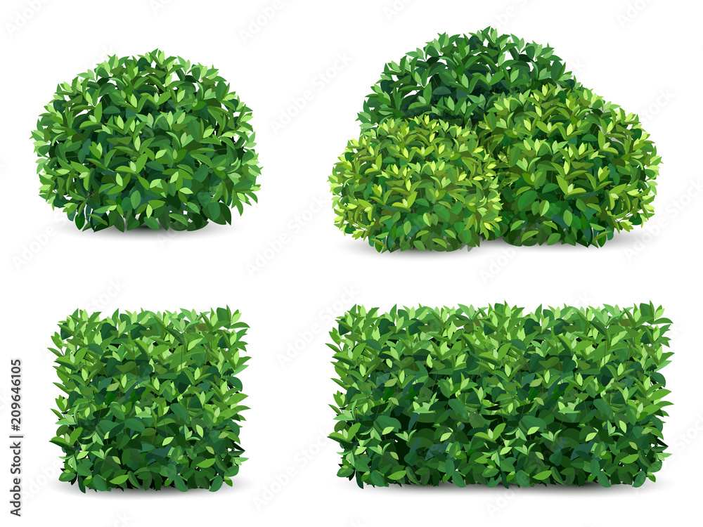 Vector bush in different forms. An ornamental plant shrub for the design of a park, a garden or a green fence. - obrazy, fototapety, plakaty 